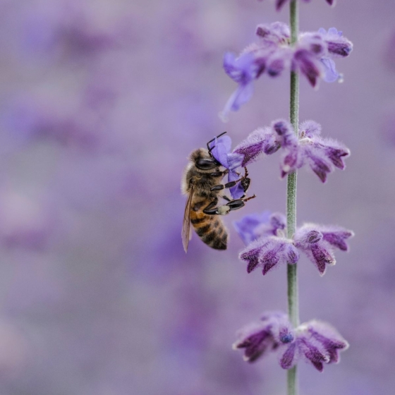 Bienen im Weinberg — Wir brauchen sie, wir schützen sie